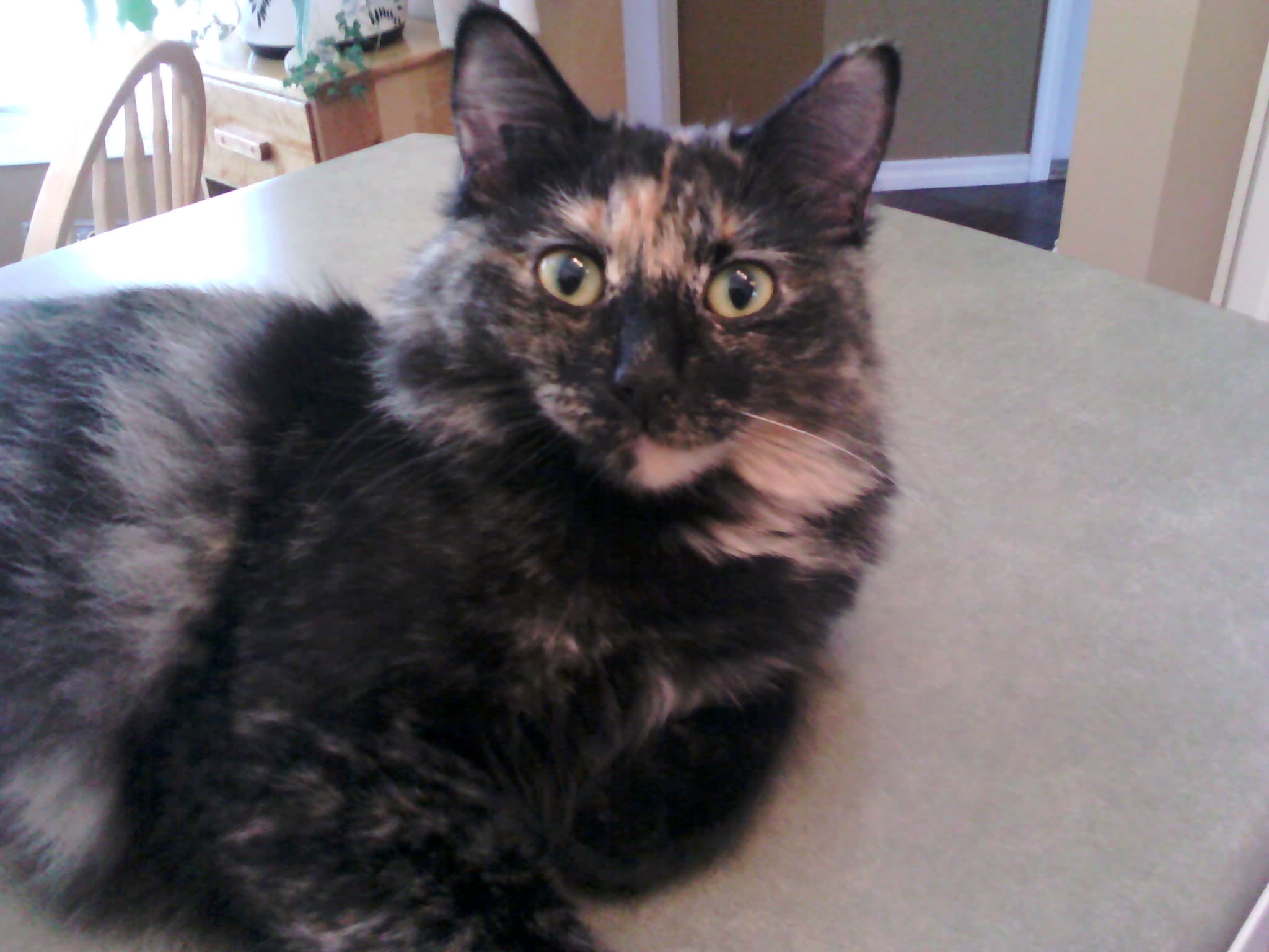 Roxy