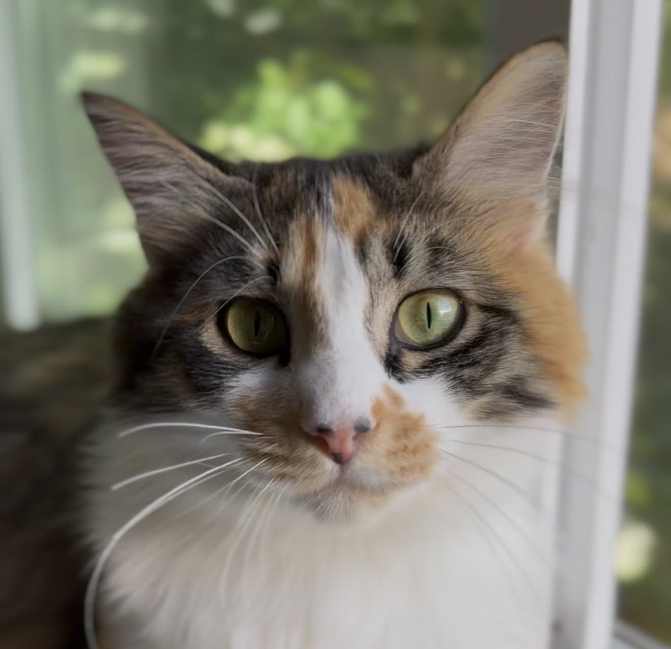 Molly, photo 1 of 4