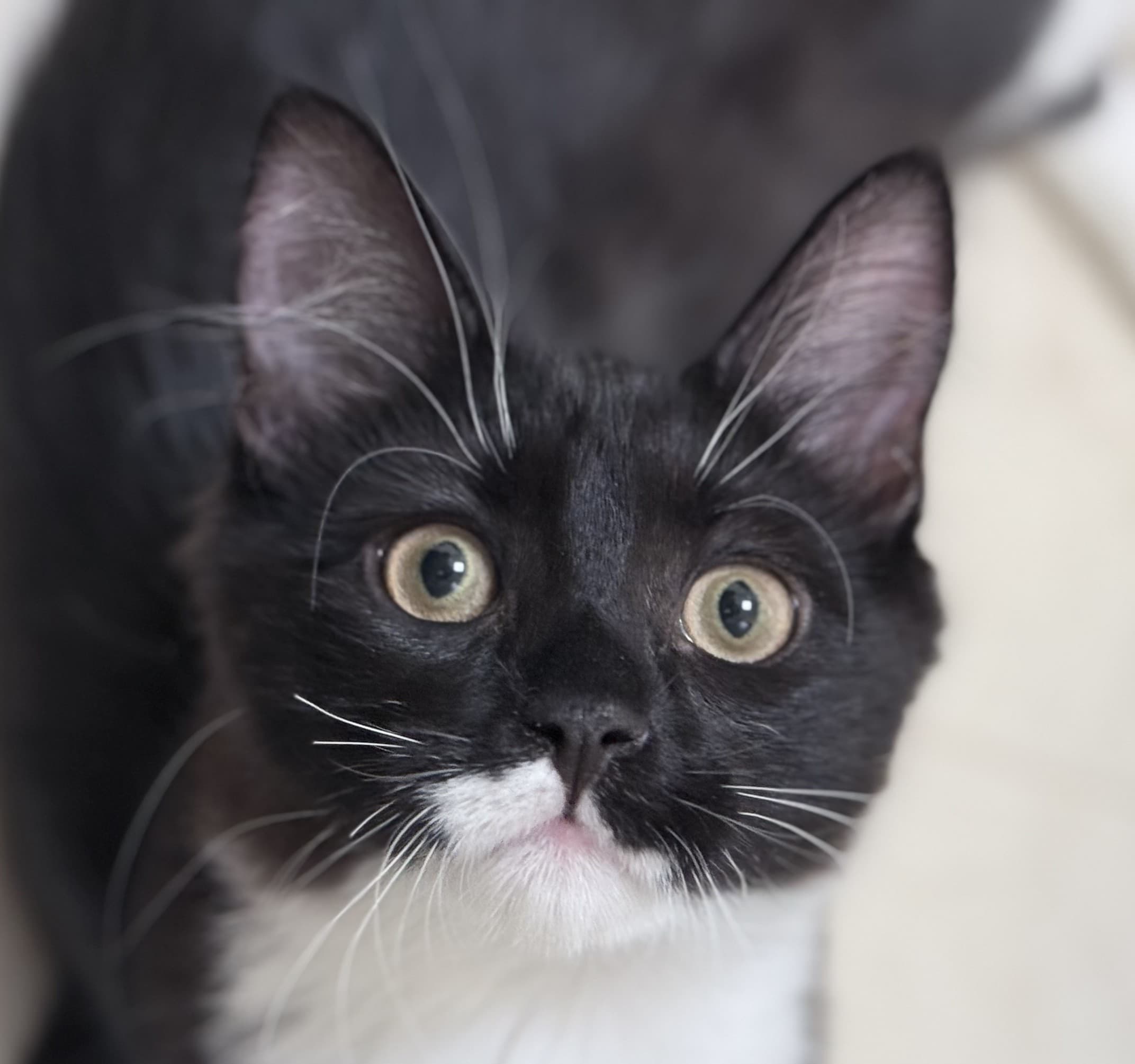 Ernesto