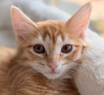 Odin