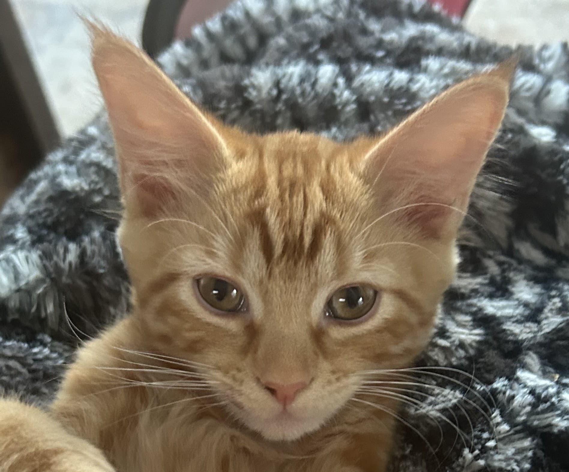 Sansa, photo 1 of 3