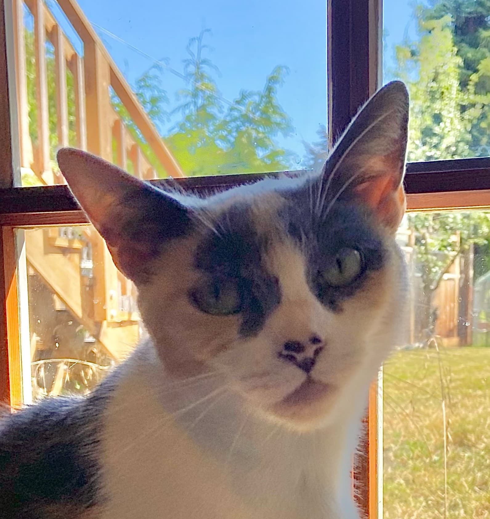 Calliope