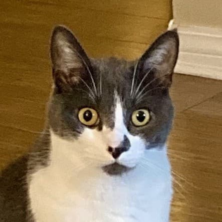 Chip