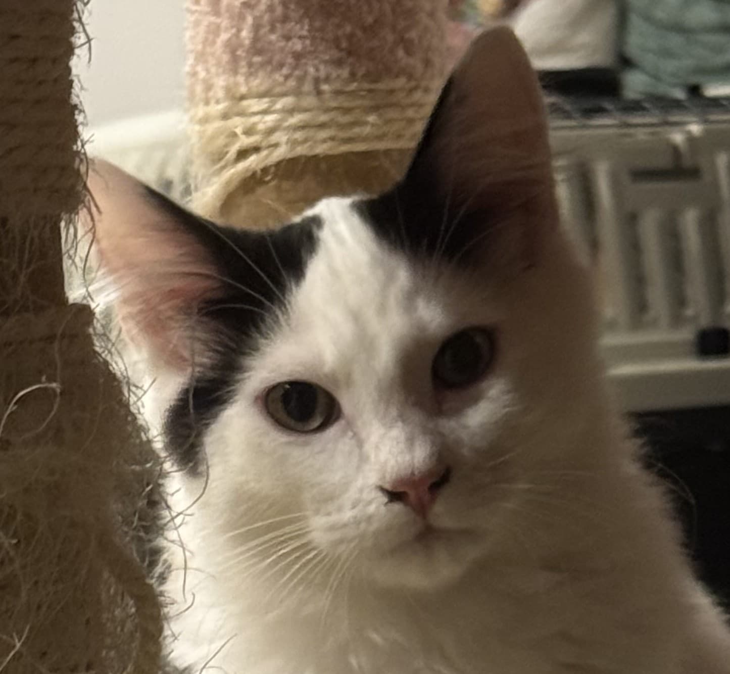Juniper