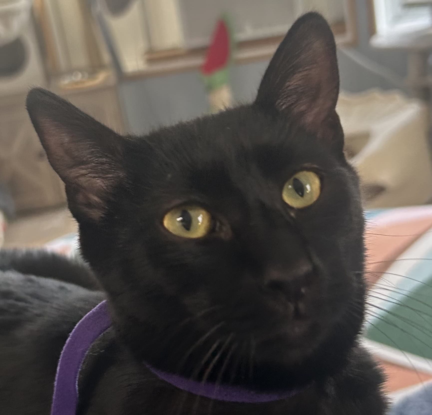Klaus