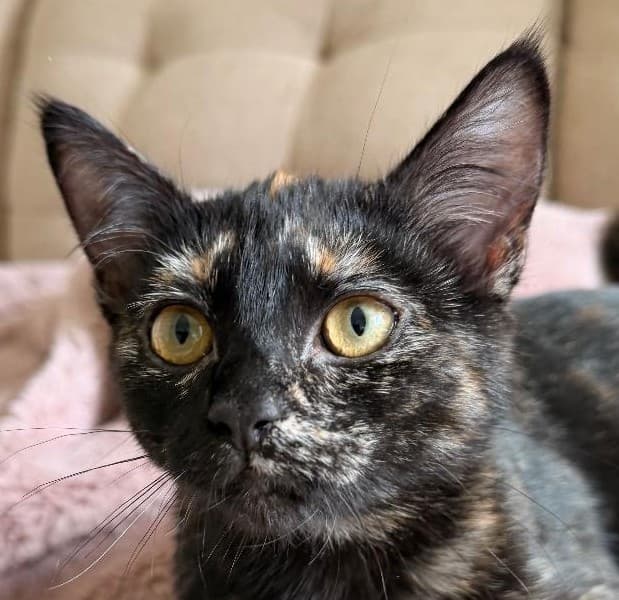 Poblano