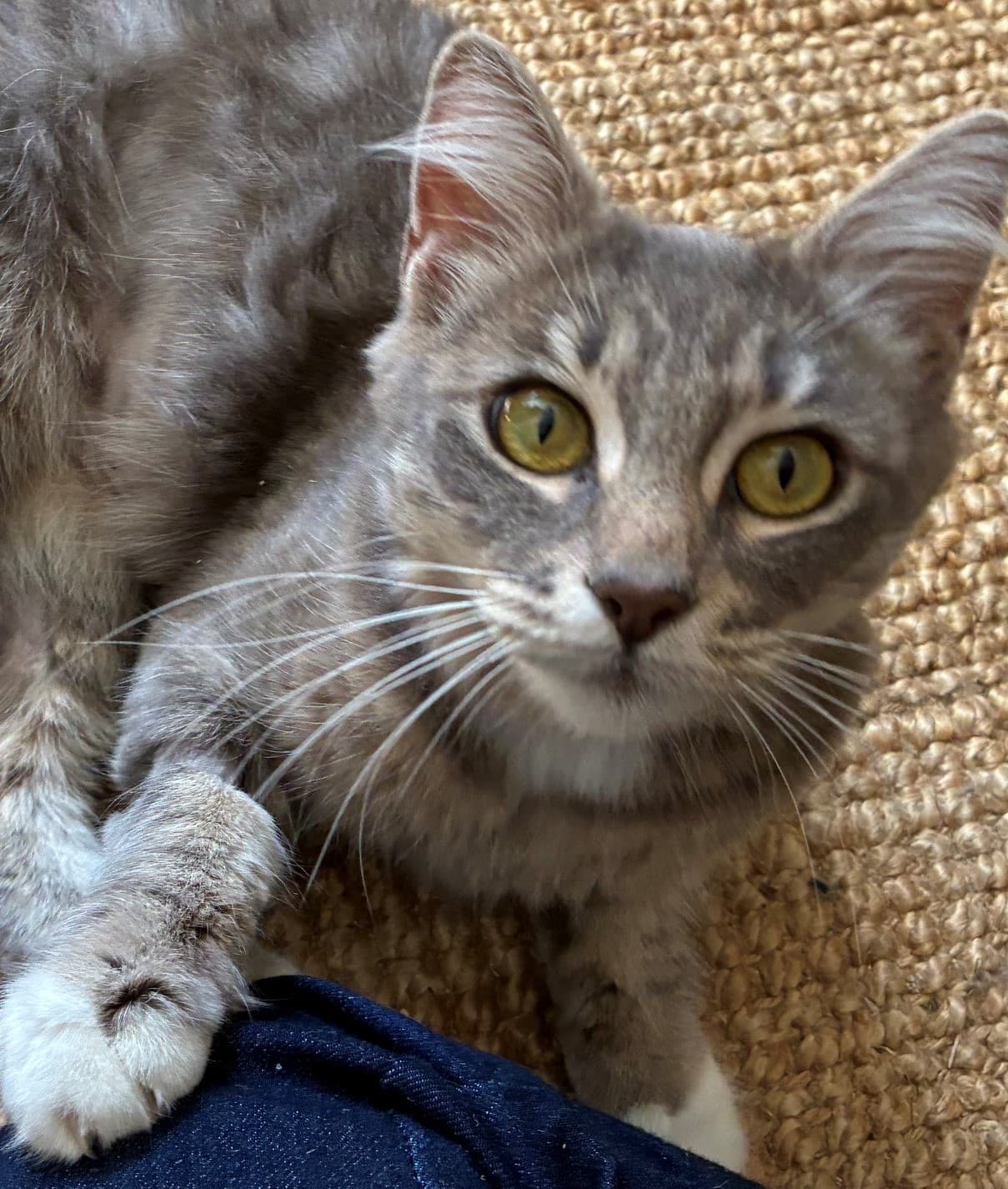 Smokie