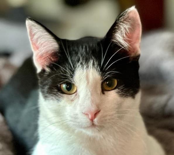 Finn