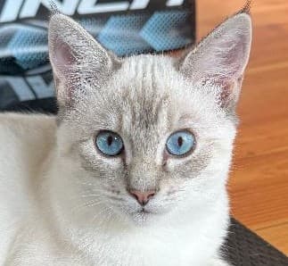 Sammie