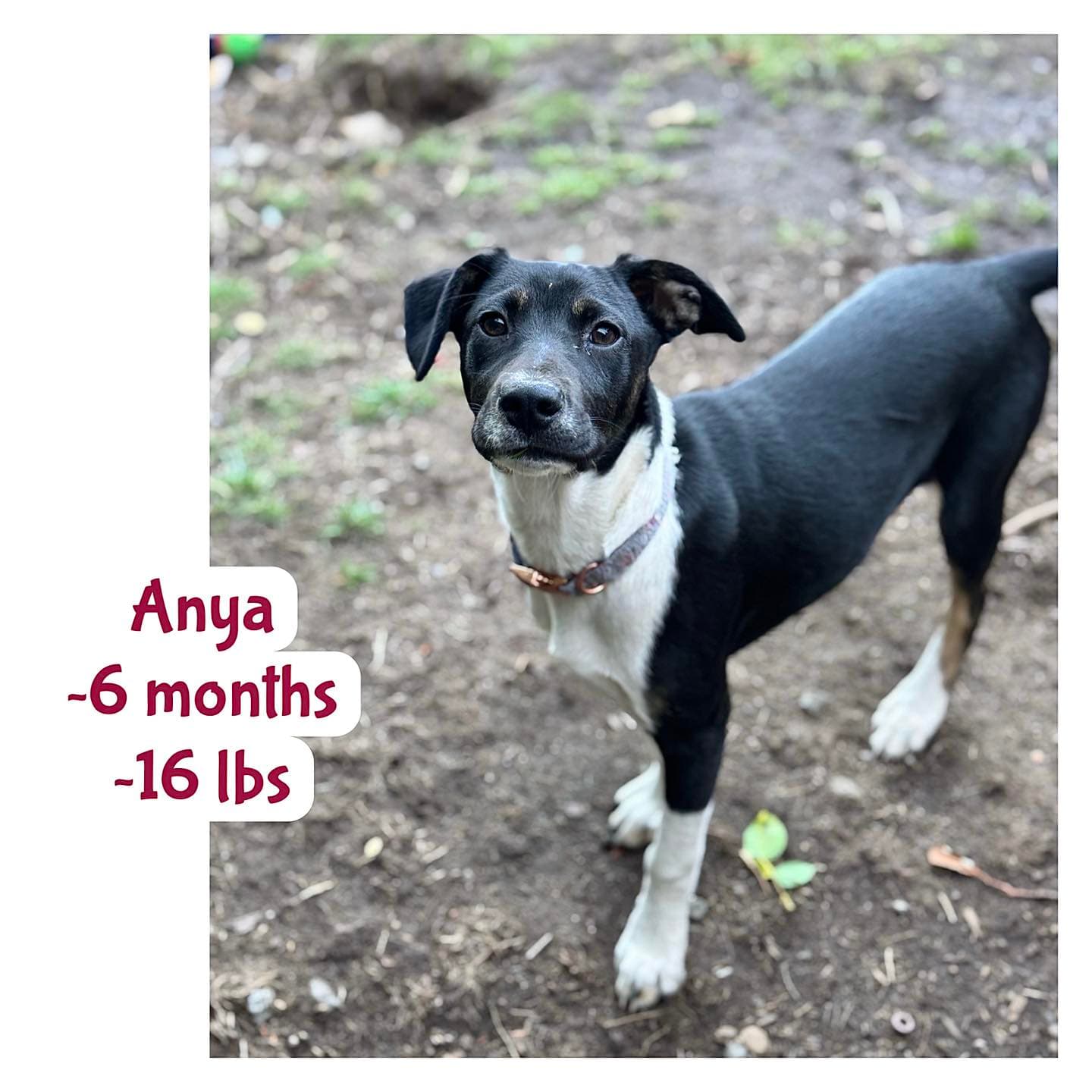 Anya