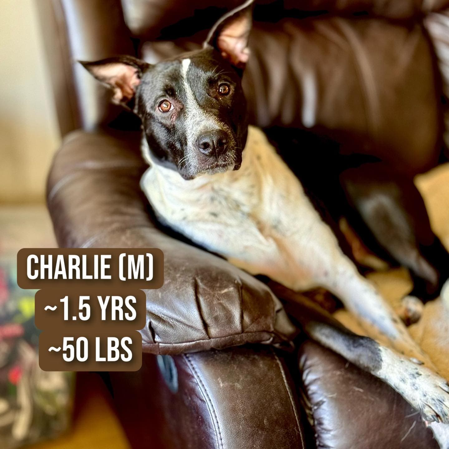 Charlie