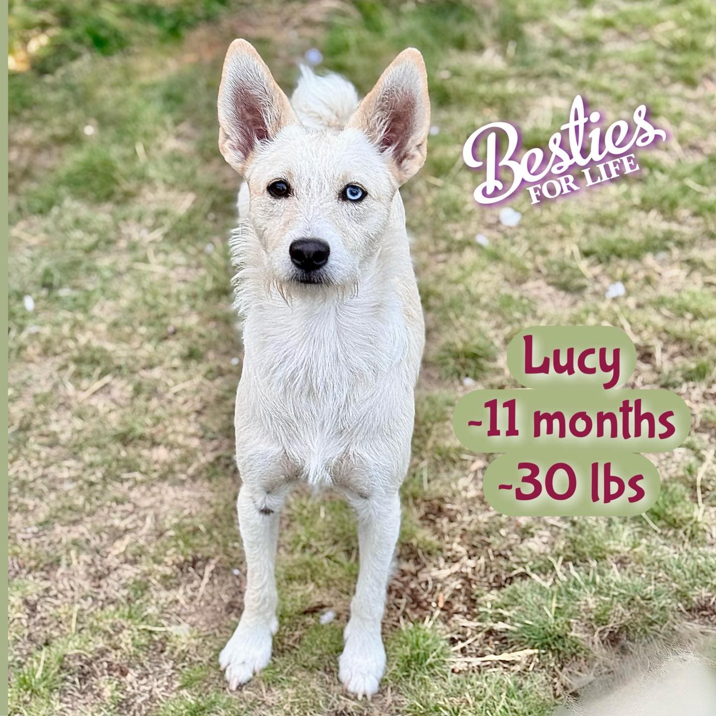 Lucy