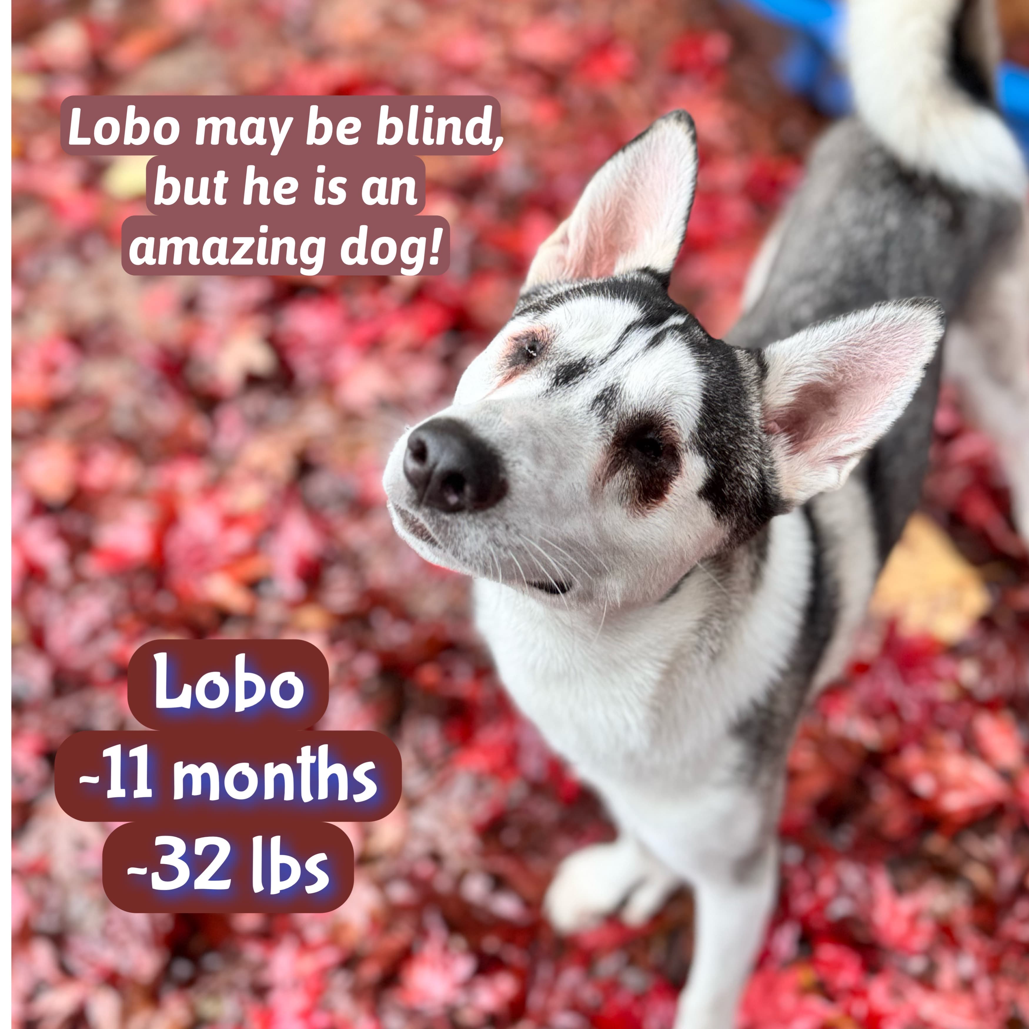 Lobo