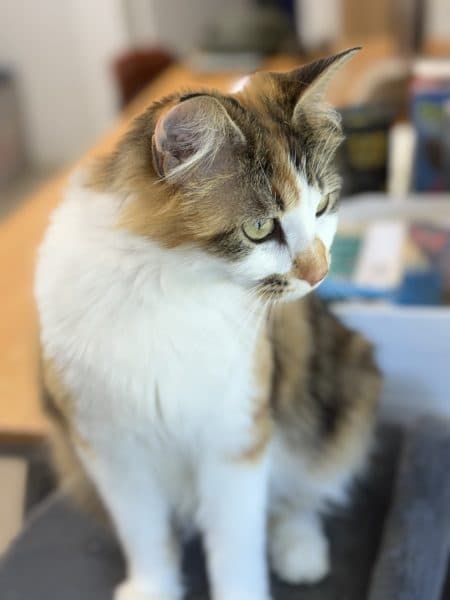 Paloma, photo 6 of 8