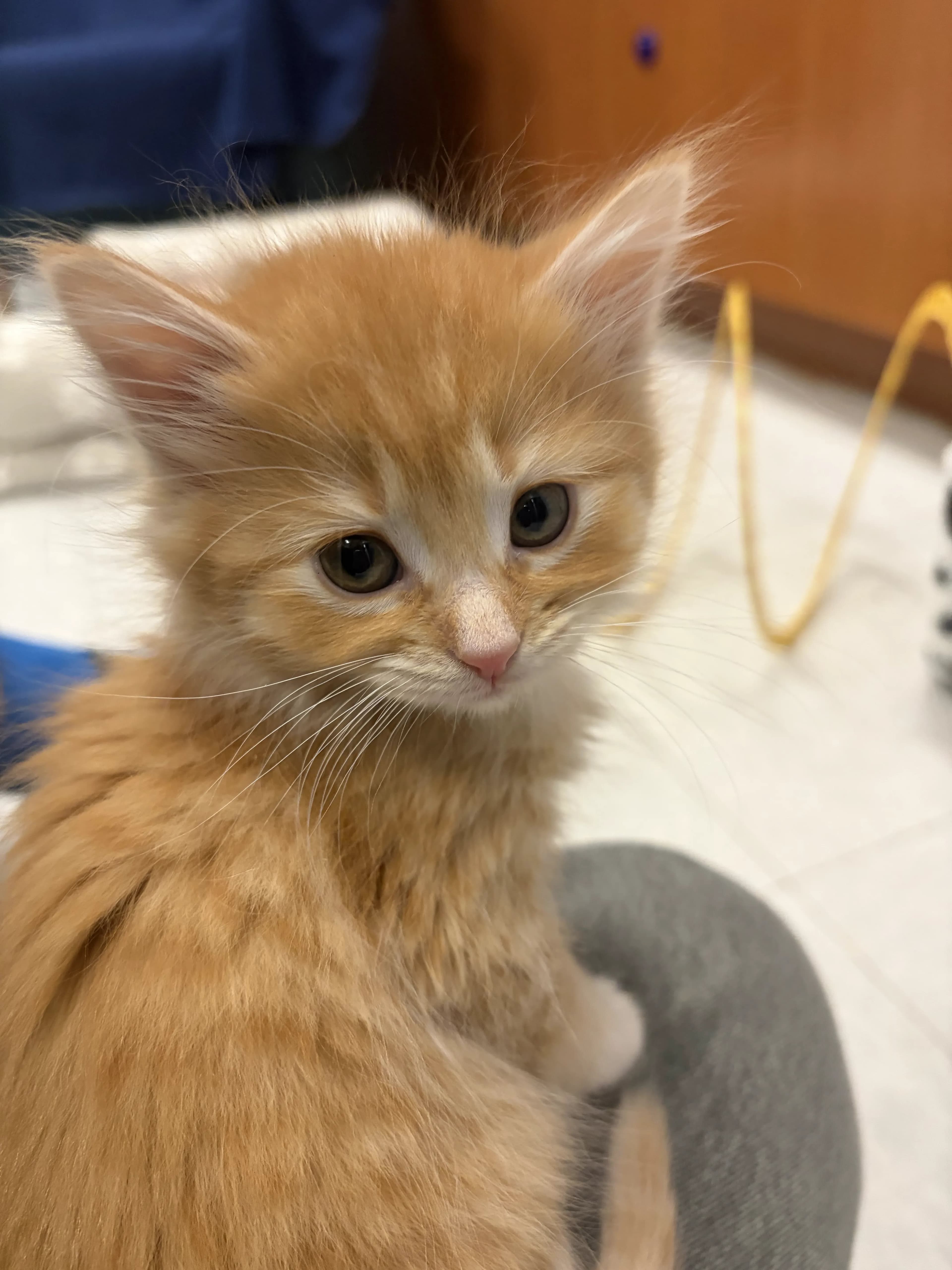 Miso
