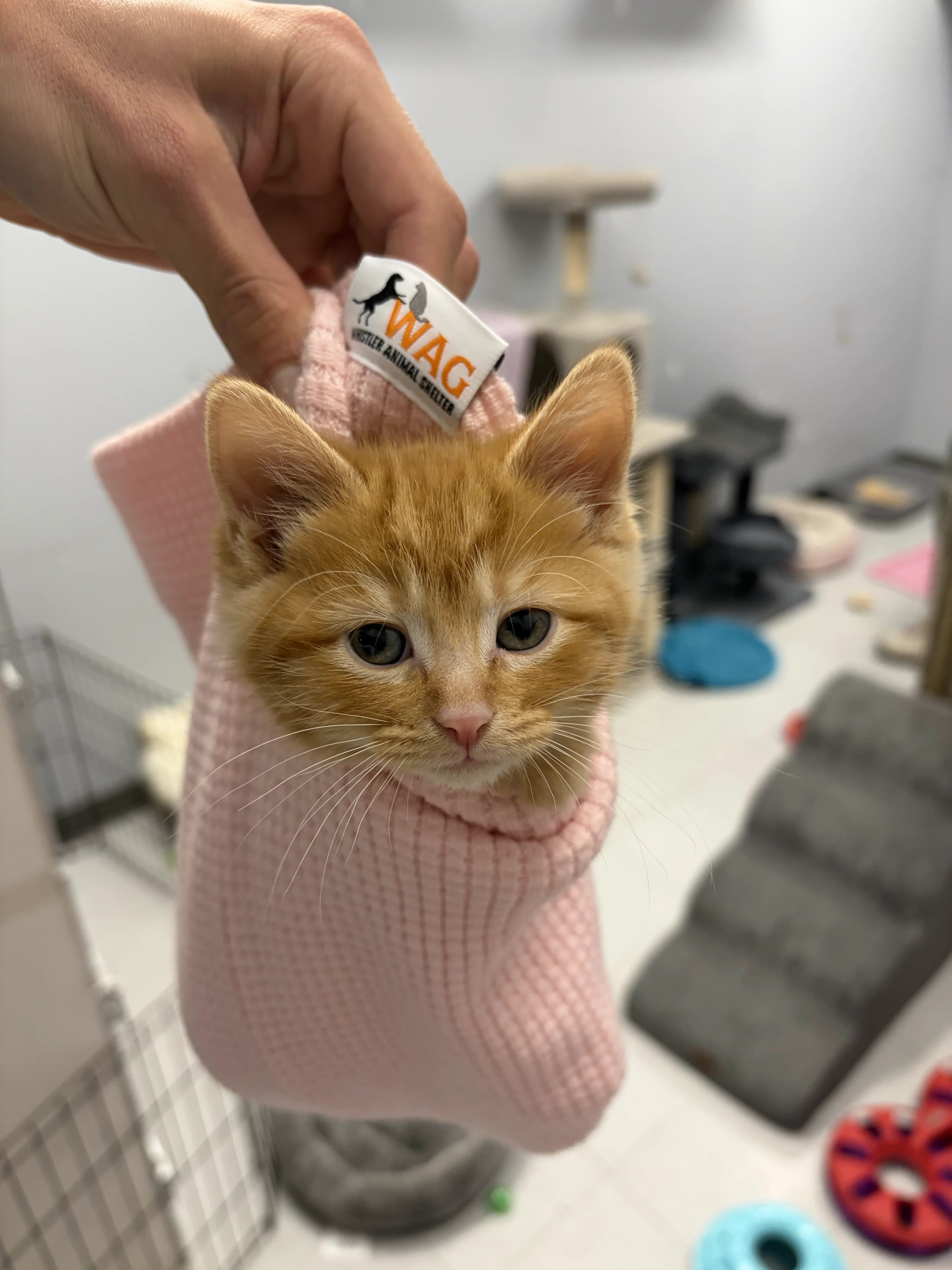 Lentil