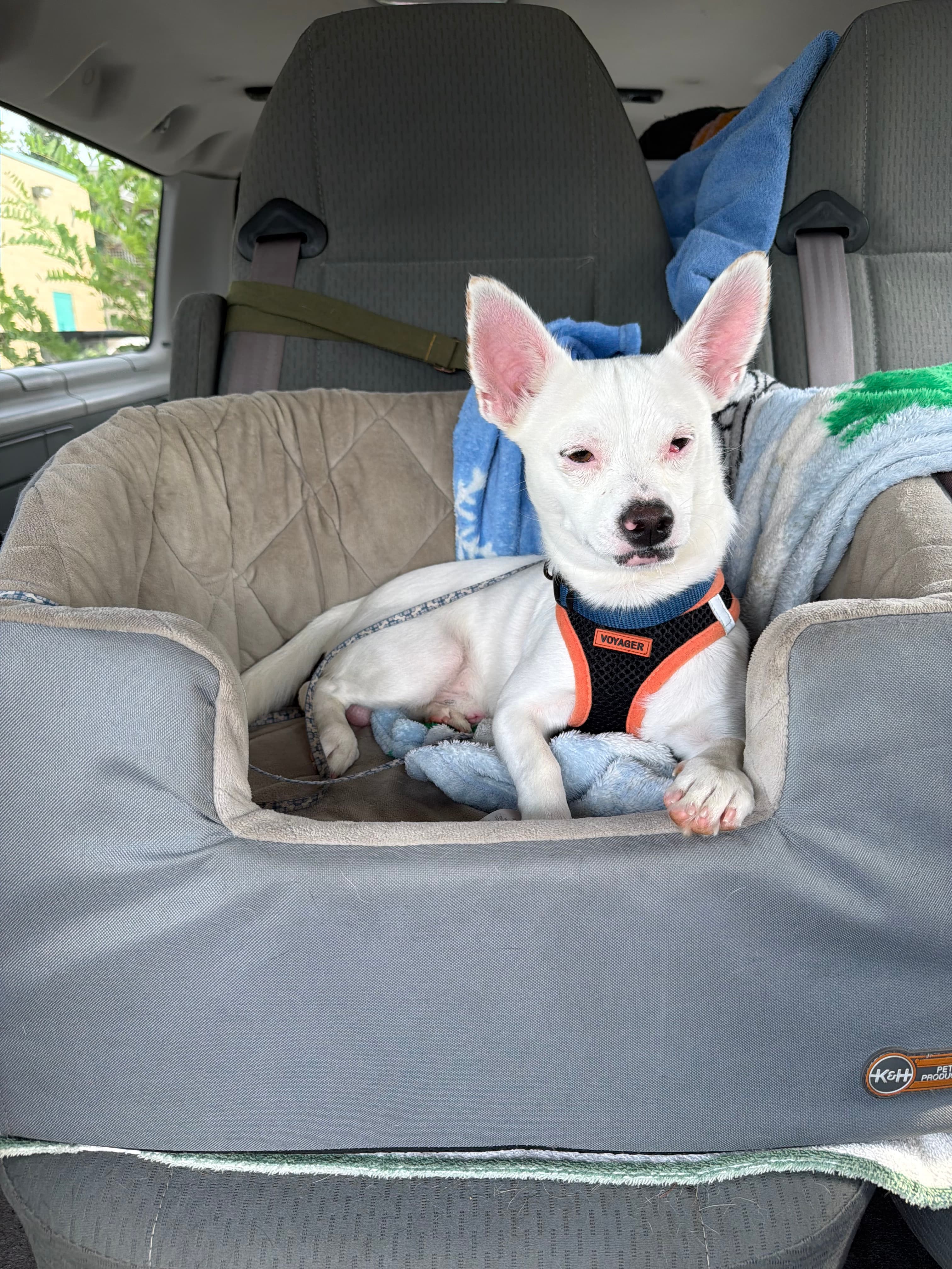 Zeke, photo 2 of 2