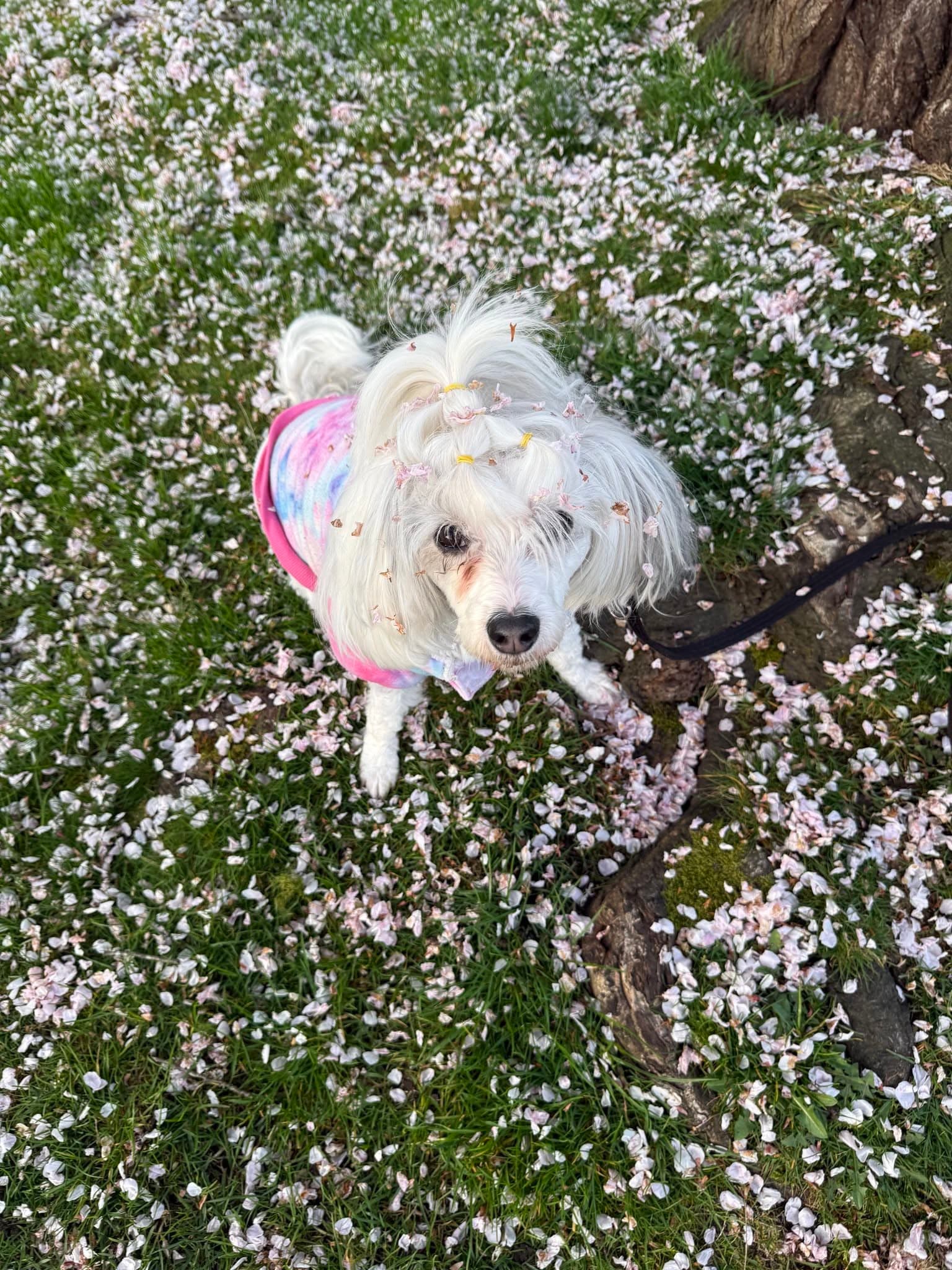Ophelia