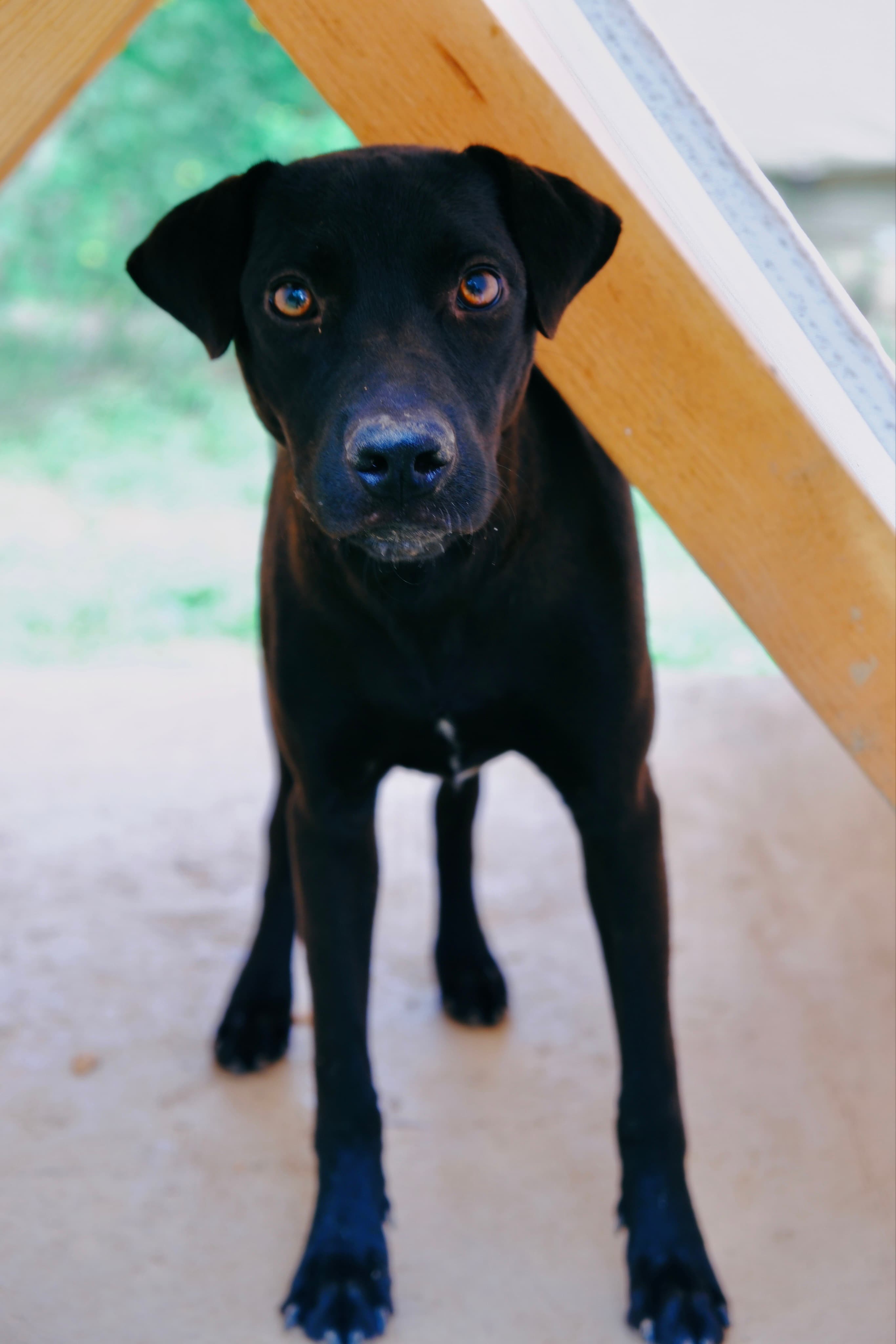 Zeus, photo 2 of 3