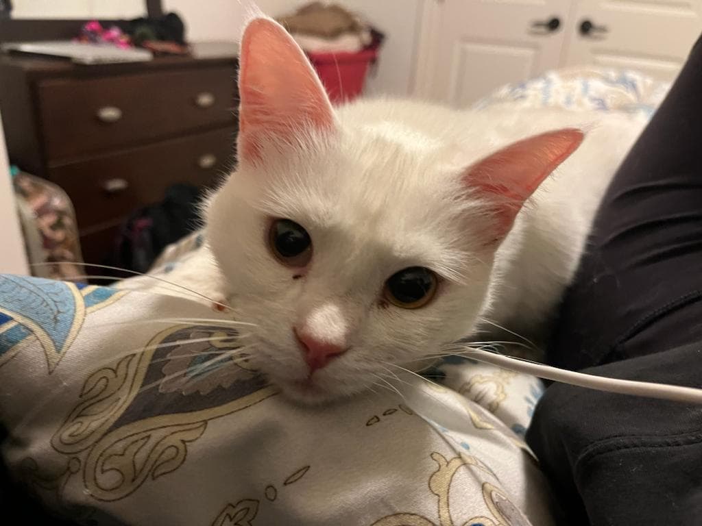 Freya, photo 2 of 3