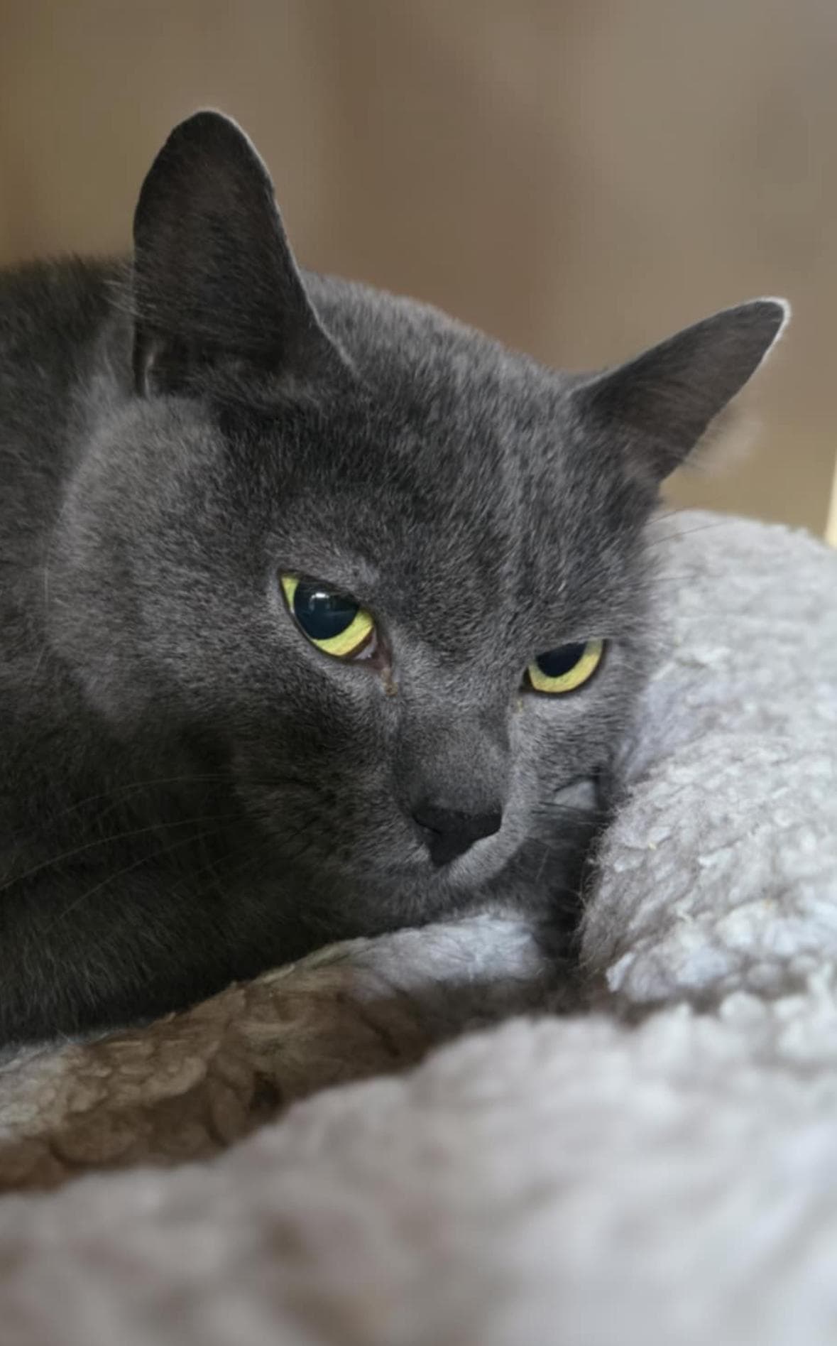 Nori