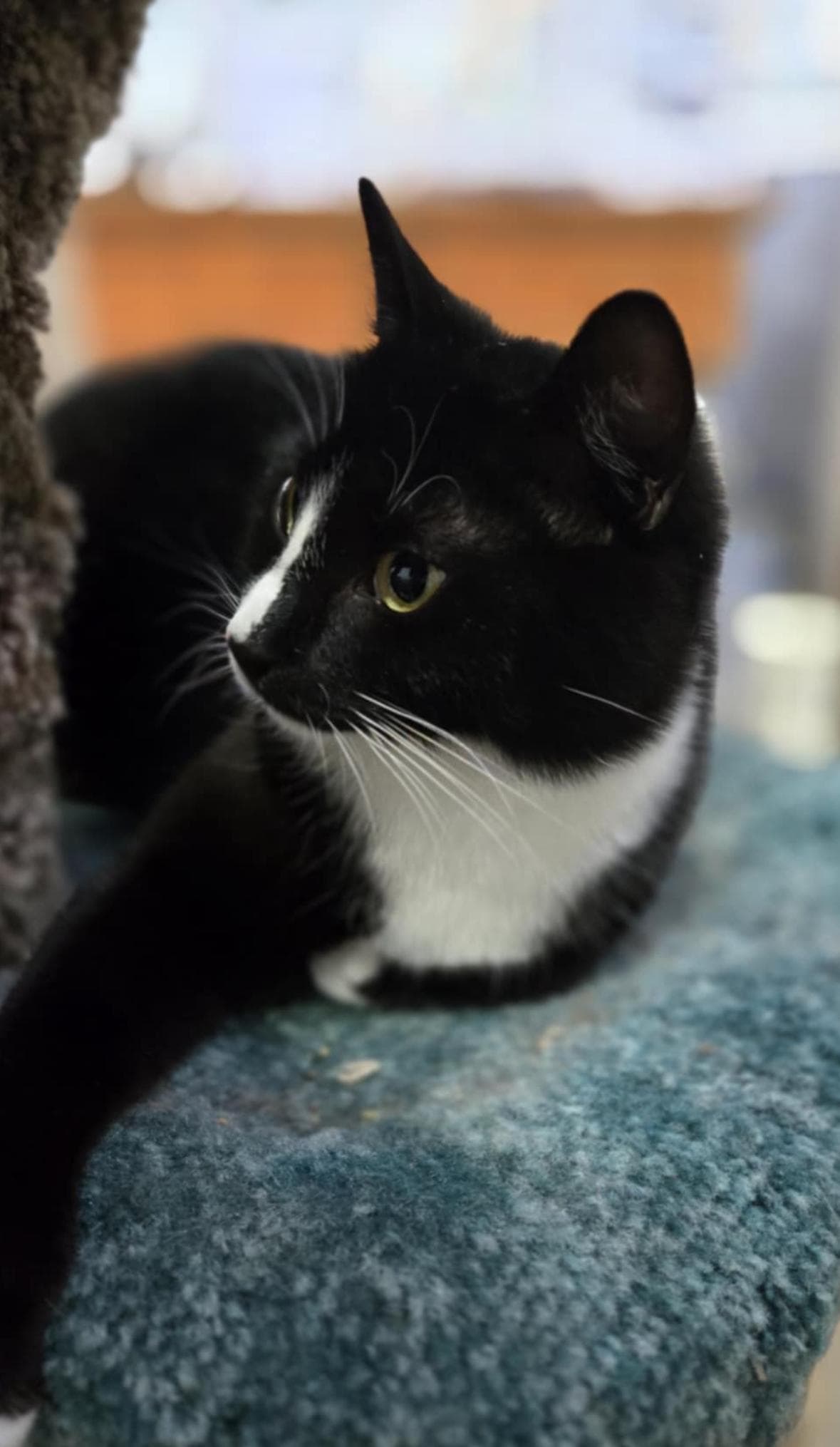 Odin, photo 2 of 6