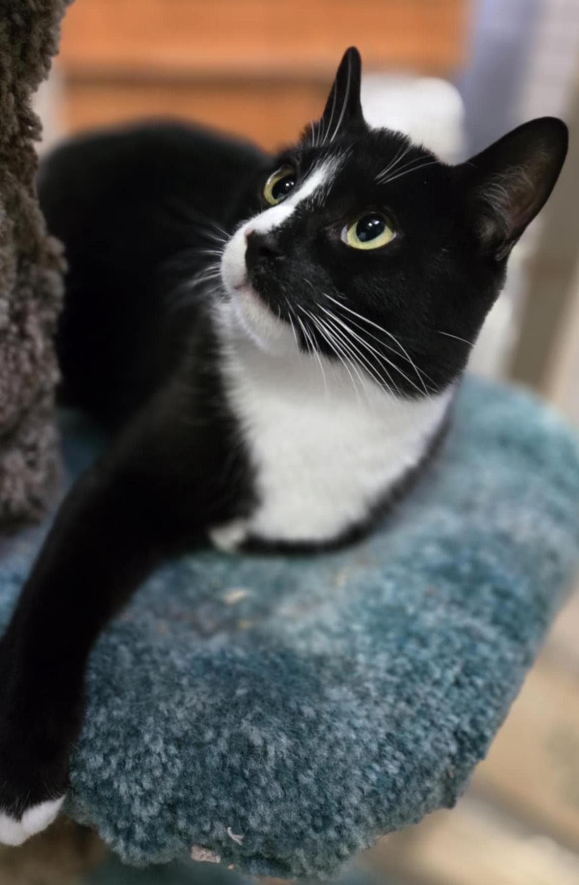 Odin, photo 6 of 6