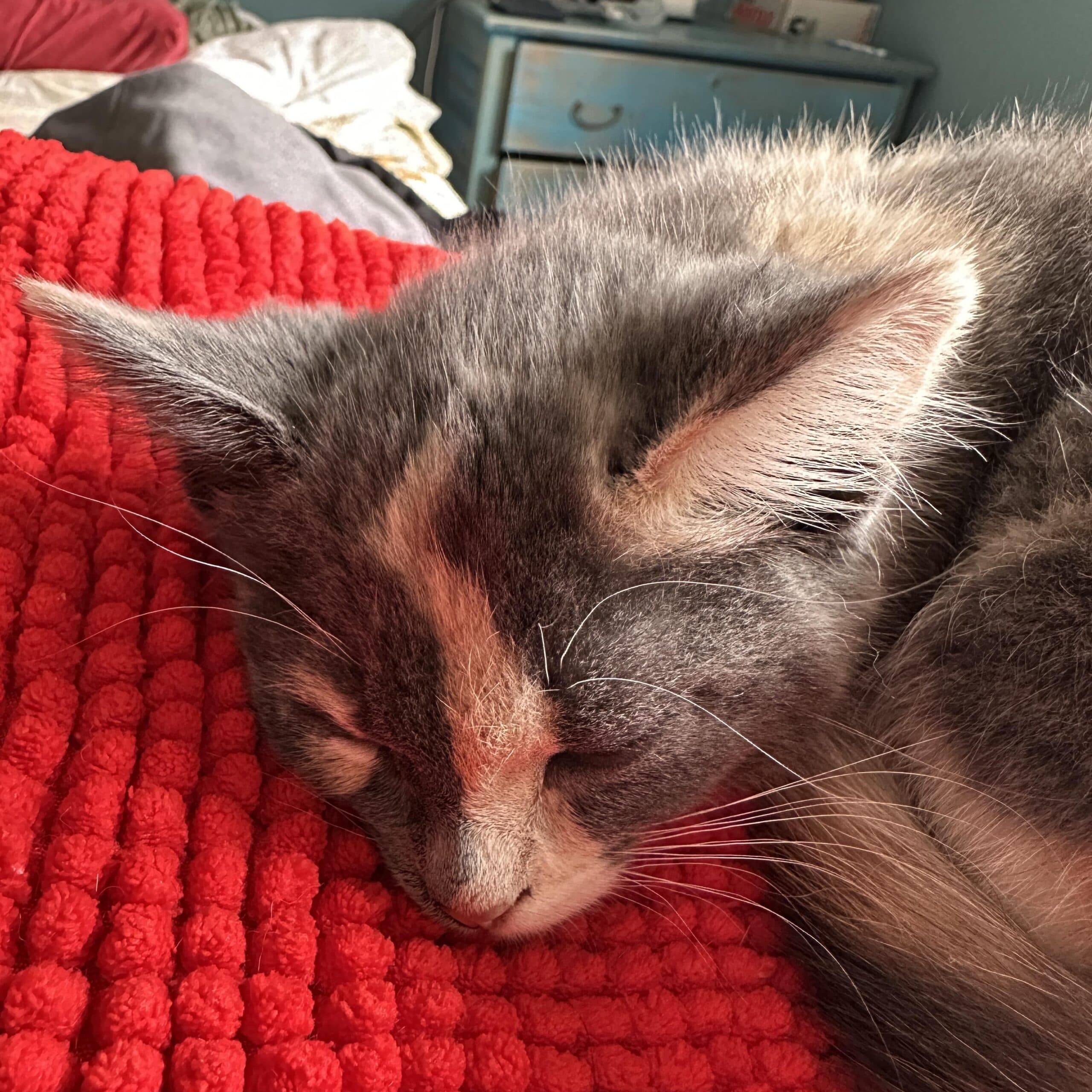 Roxy, photo 3 of 5