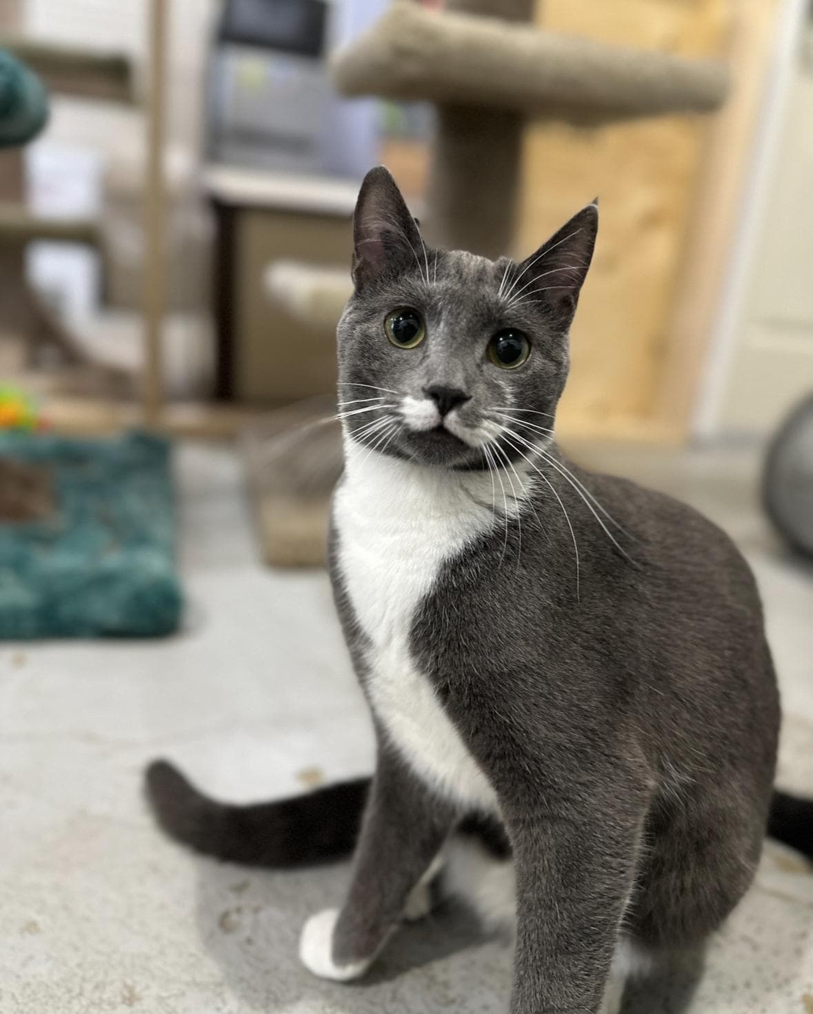Georgie