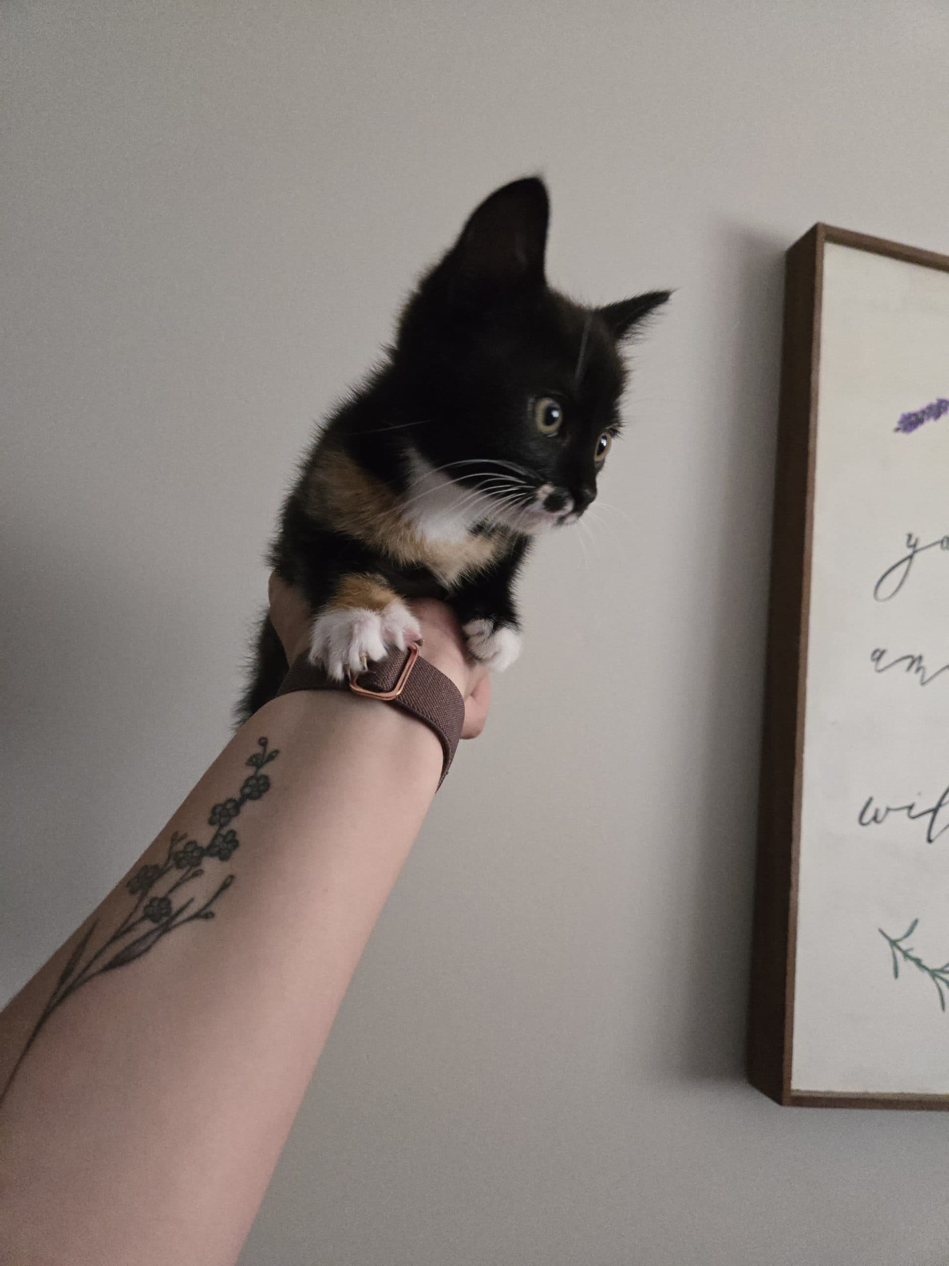 Betty (bonded to Veronica), photo 5 of 5