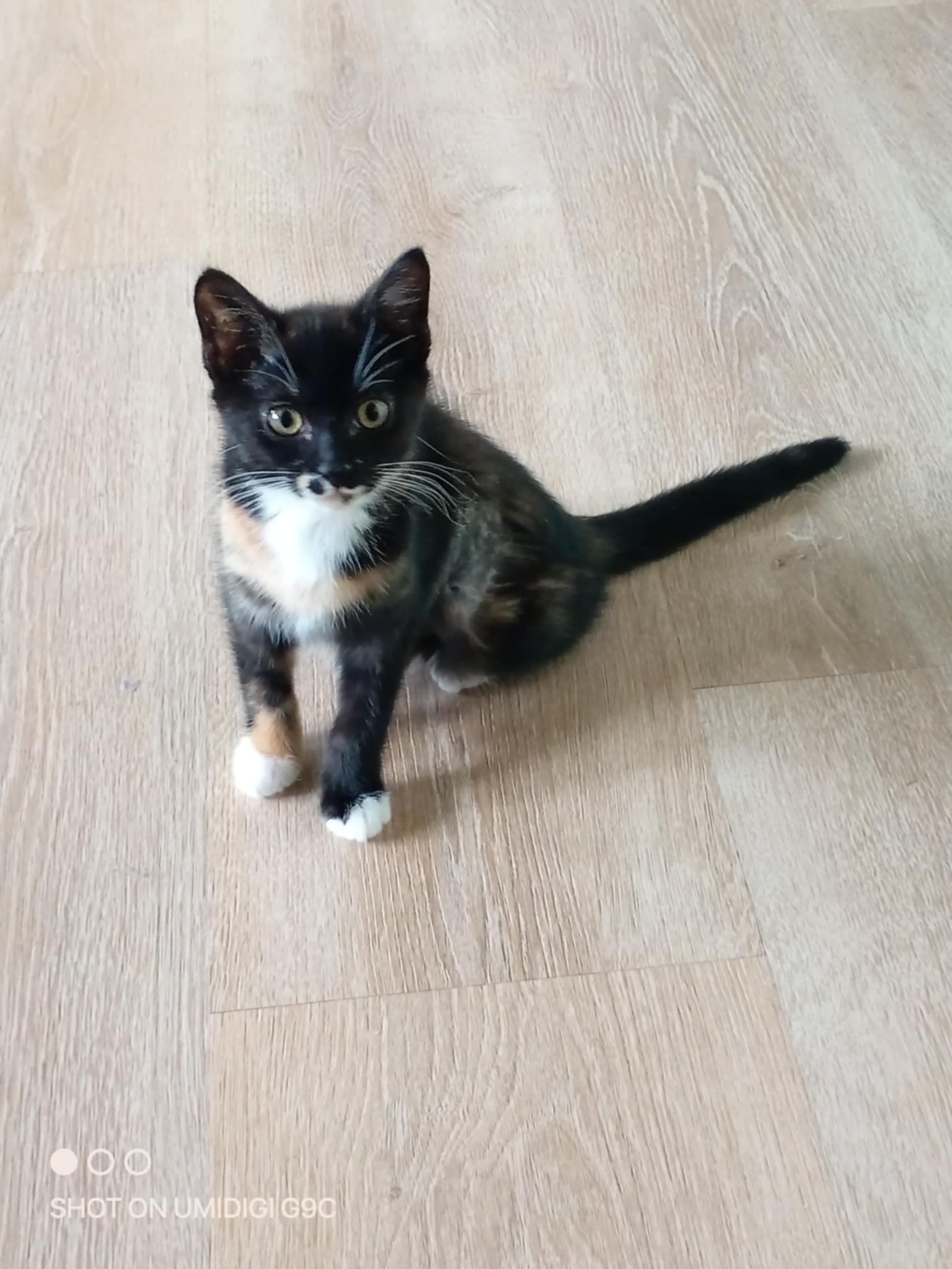 Betty (bonded to Veronica), photo 4 of 5