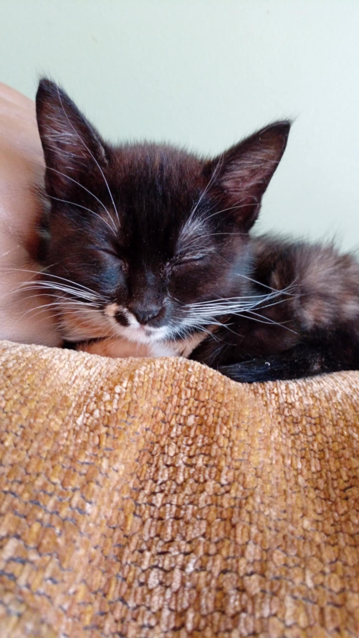 Betty (bonded to Veronica), photo 2 of 5