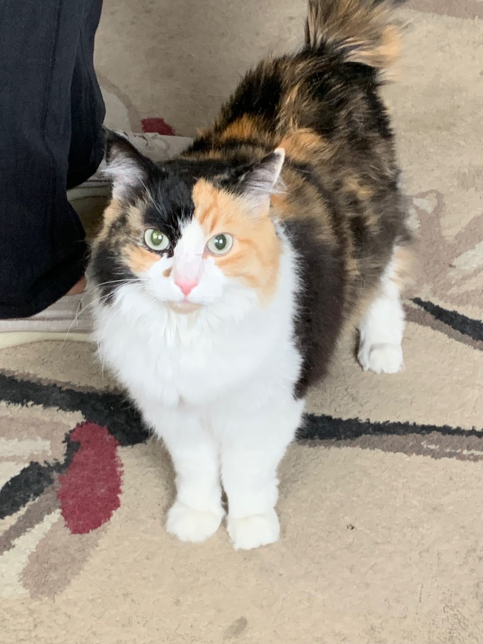 Lucy, photo 5 of 5