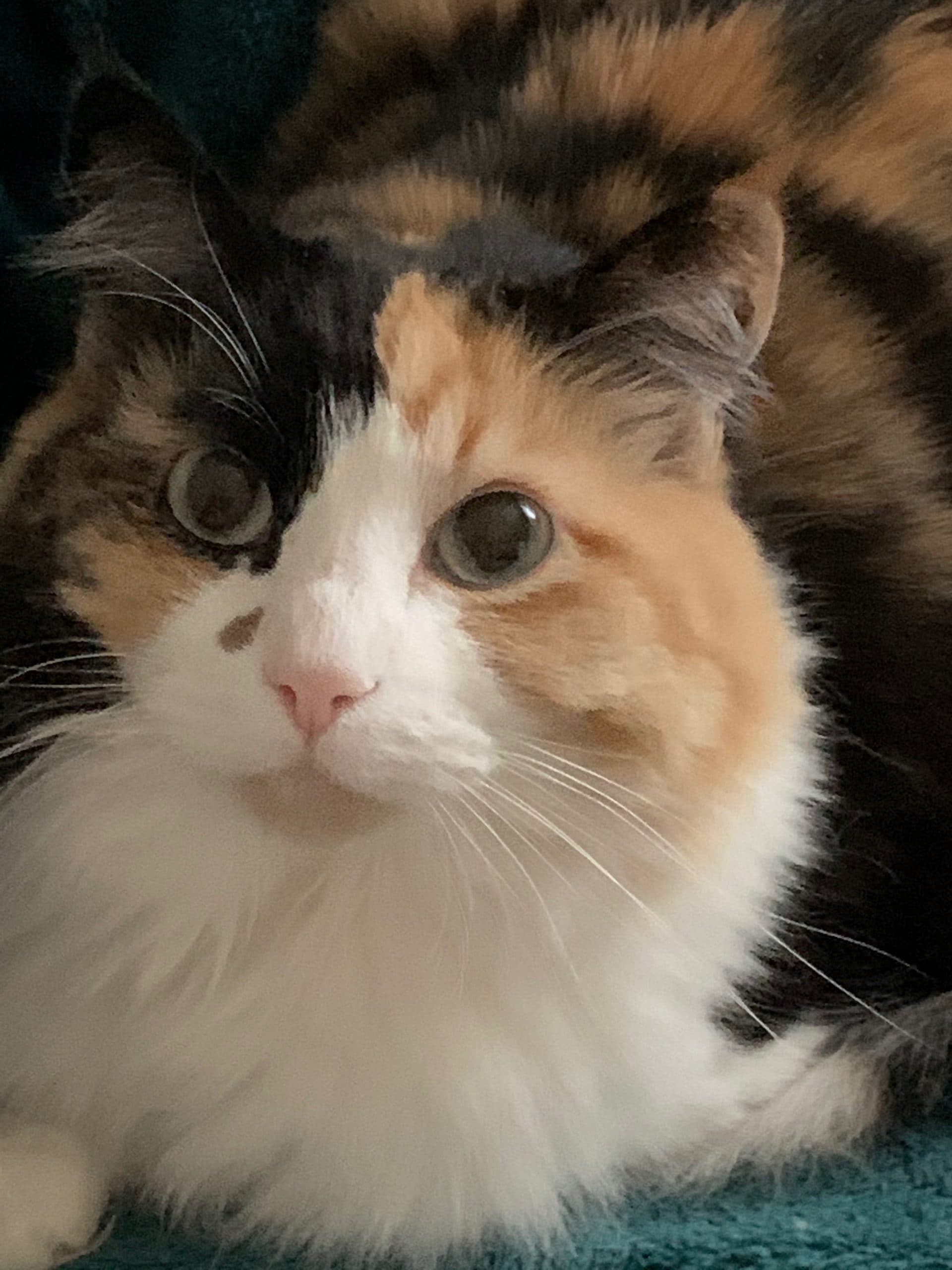Lucy, photo 4 of 5