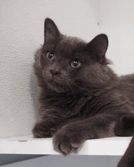 Samson, photo 2 of 4