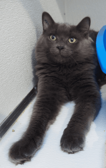 Samson, photo 3 of 4