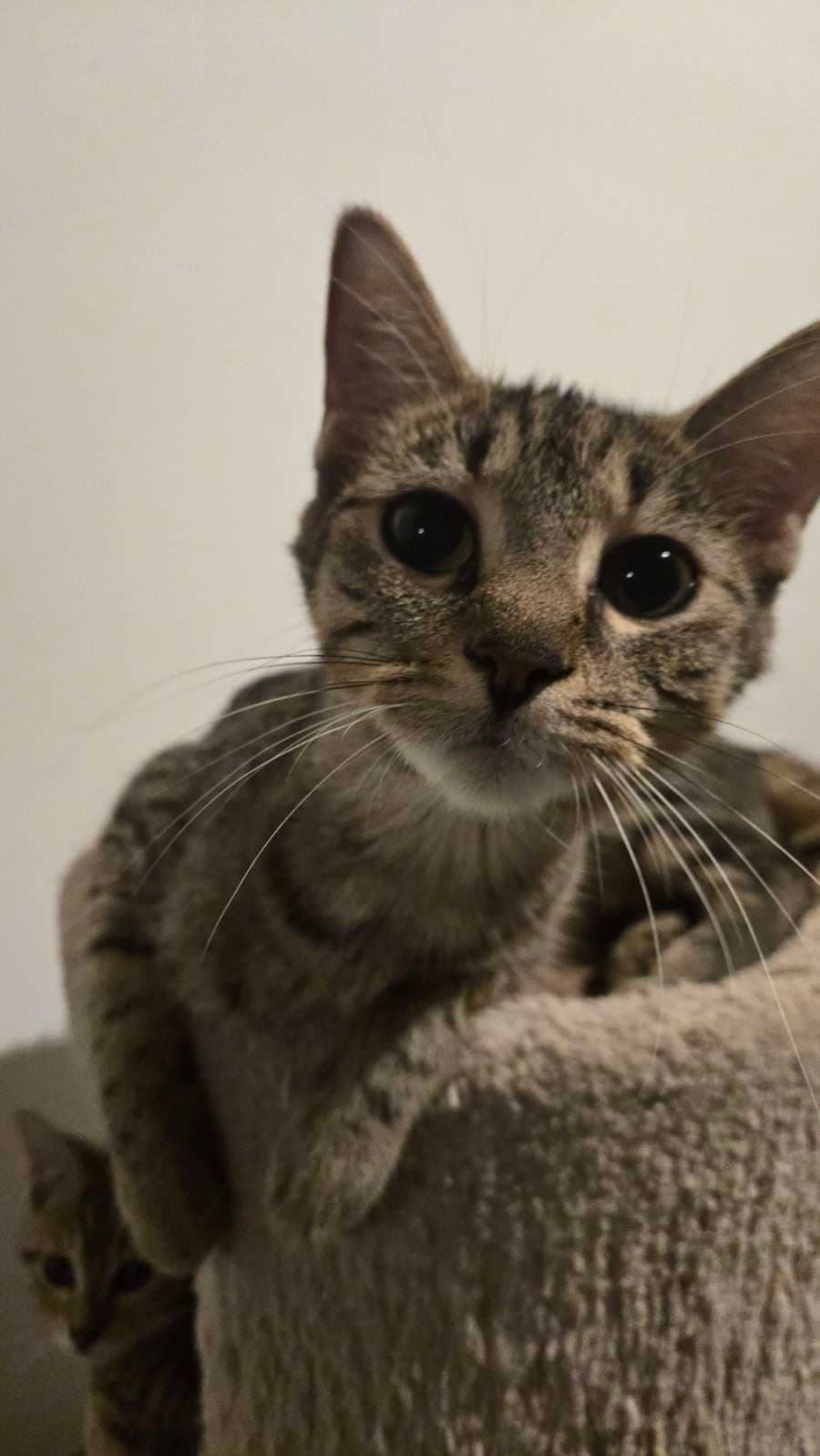 Navi