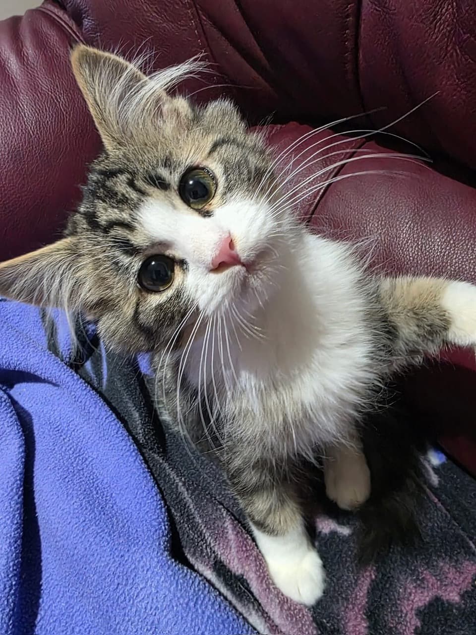 Cosmo