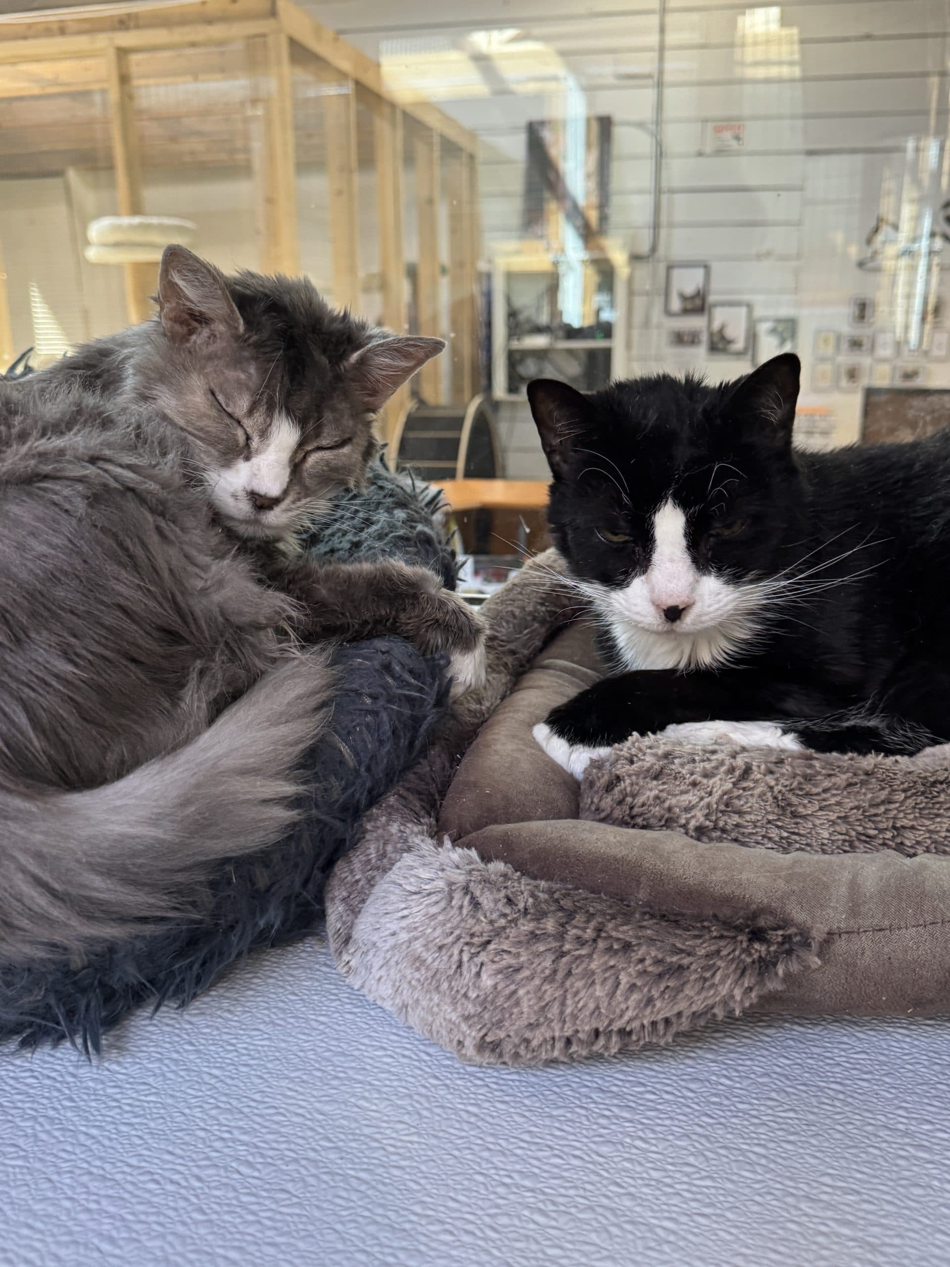 Sadie & Sylvester