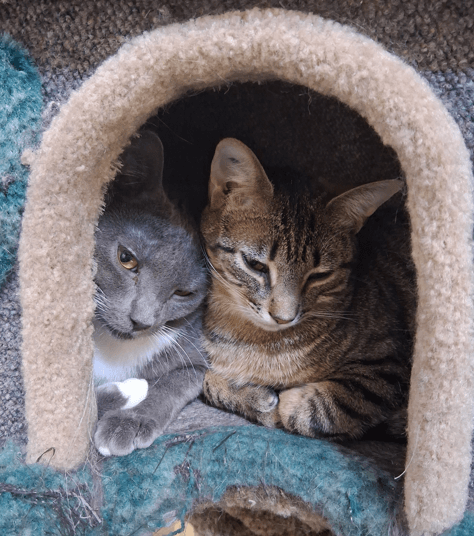 Ozzy & Okra