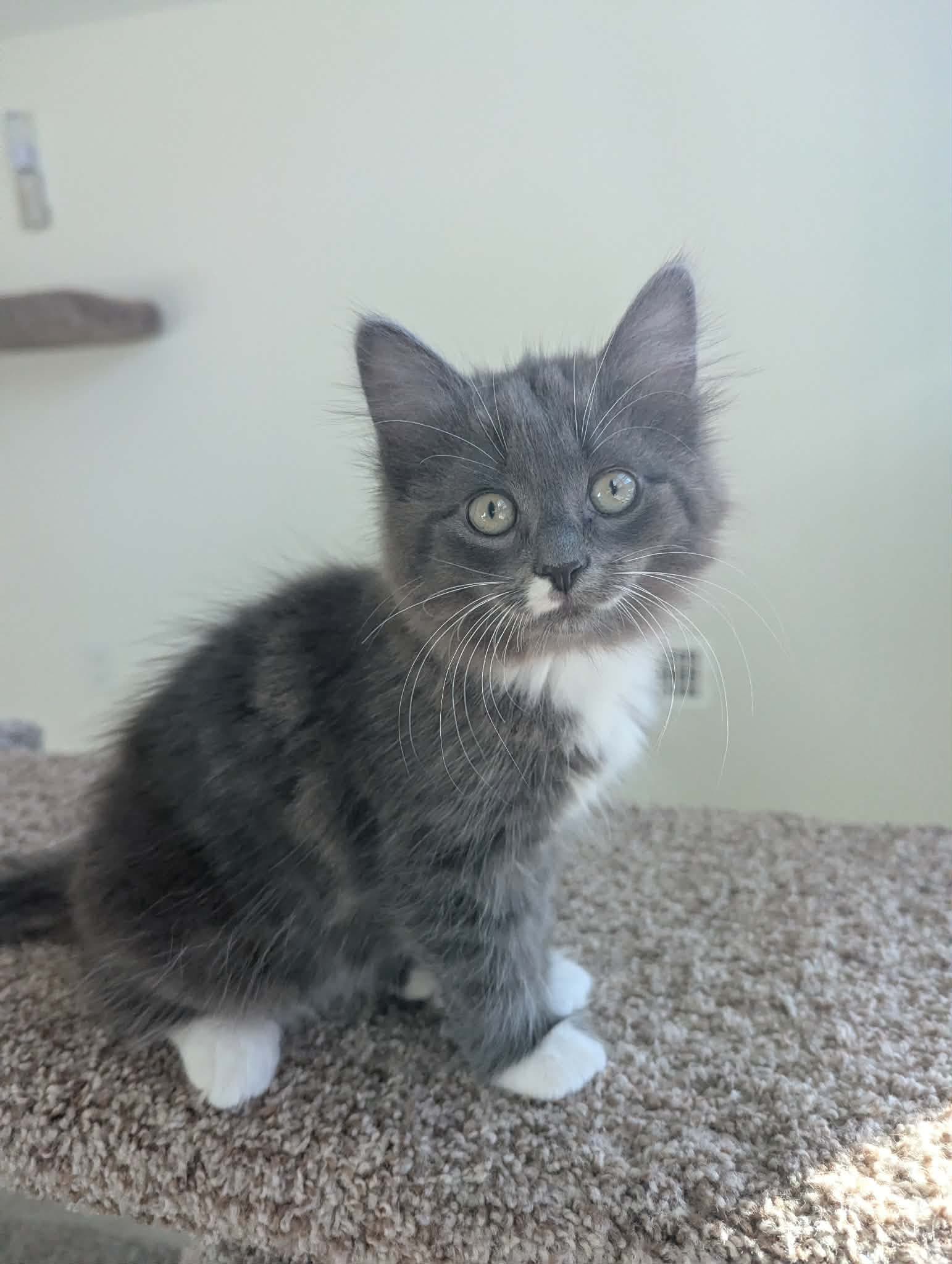 Timbit