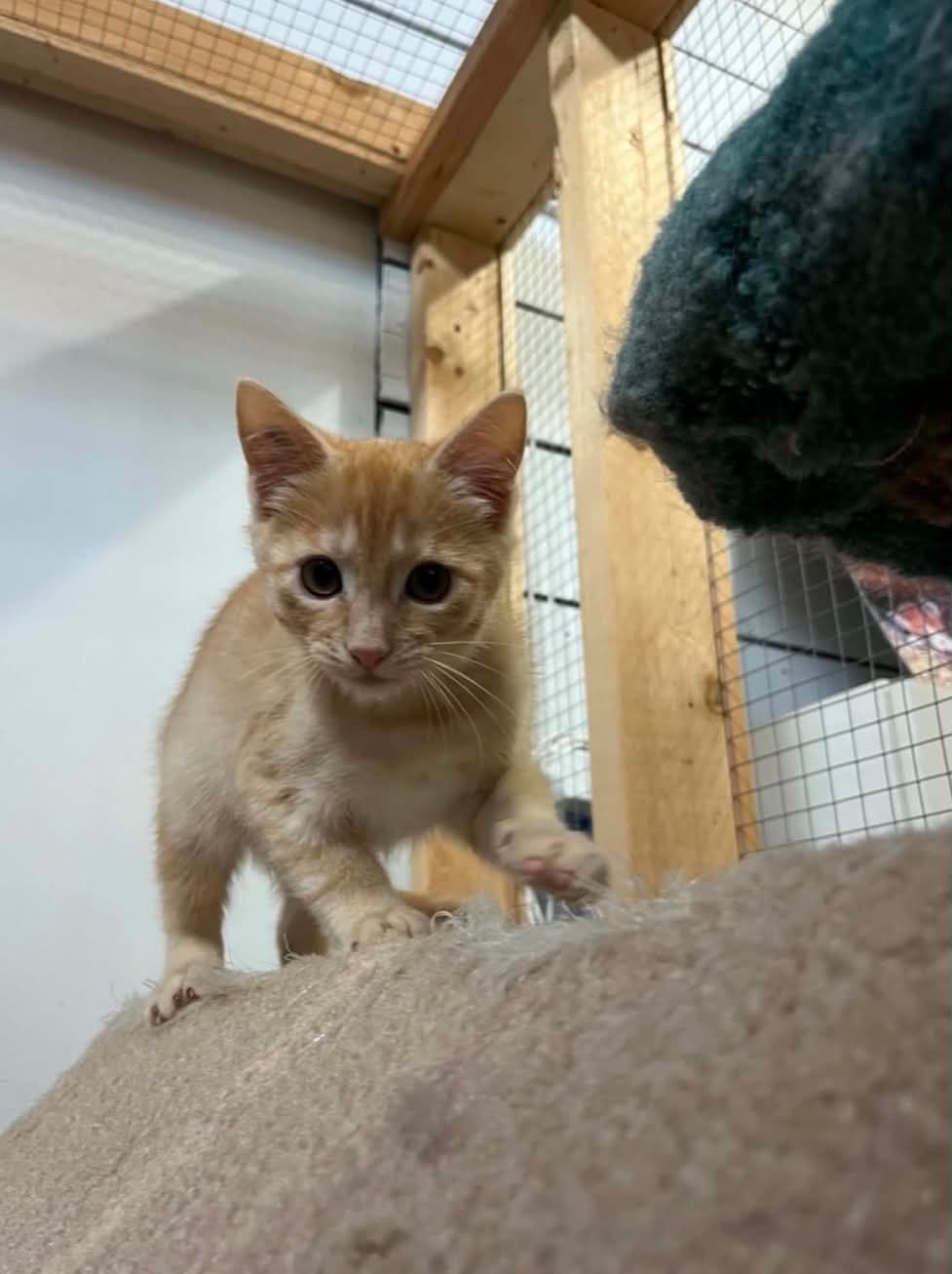 Gingi