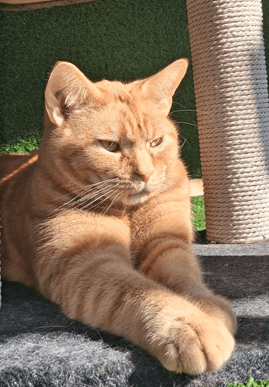 Cheddar
