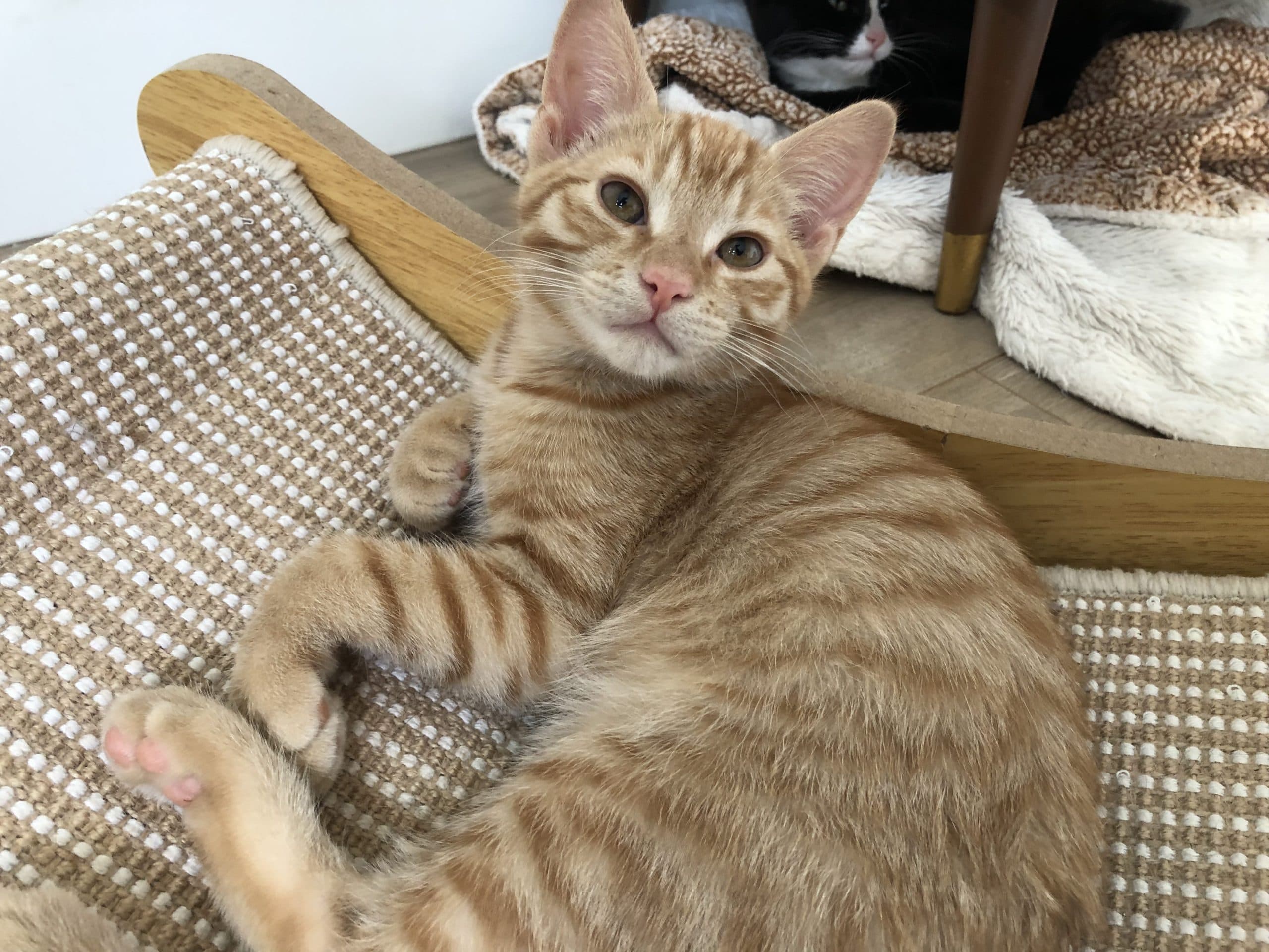 Sebastian