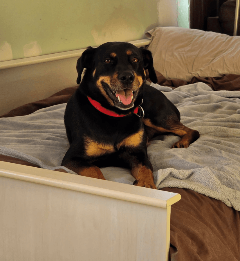 Roxy, photo 2 of 2