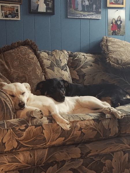 Nala and Nova