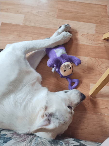Nala and Nova, photo 3 of 4