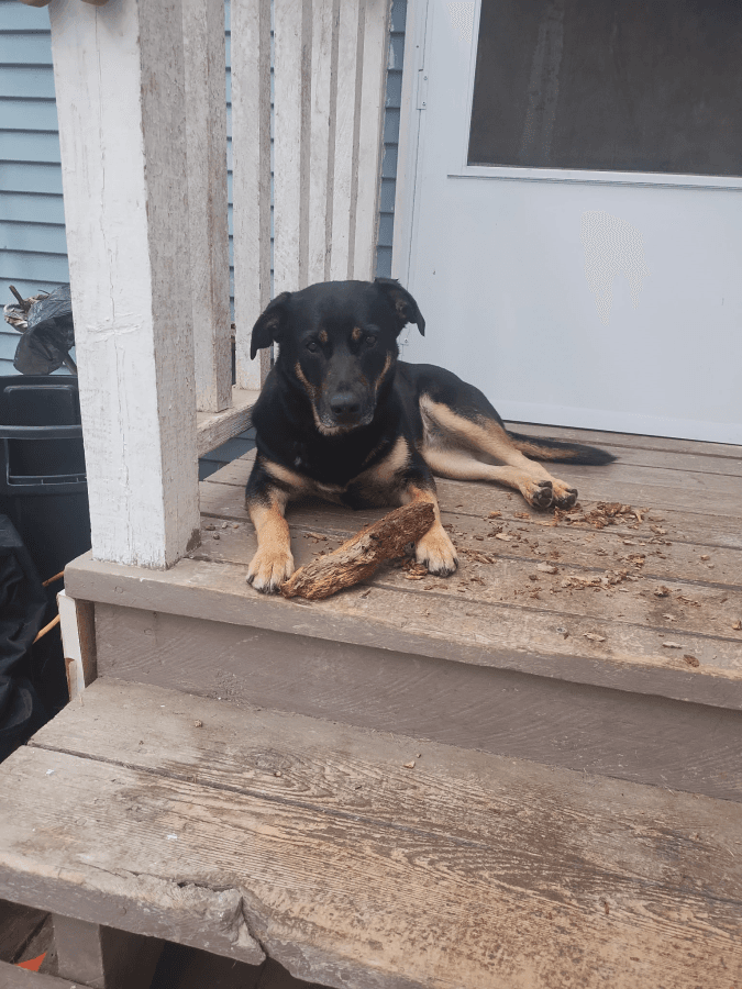 Nala and Nova, photo 4 of 4