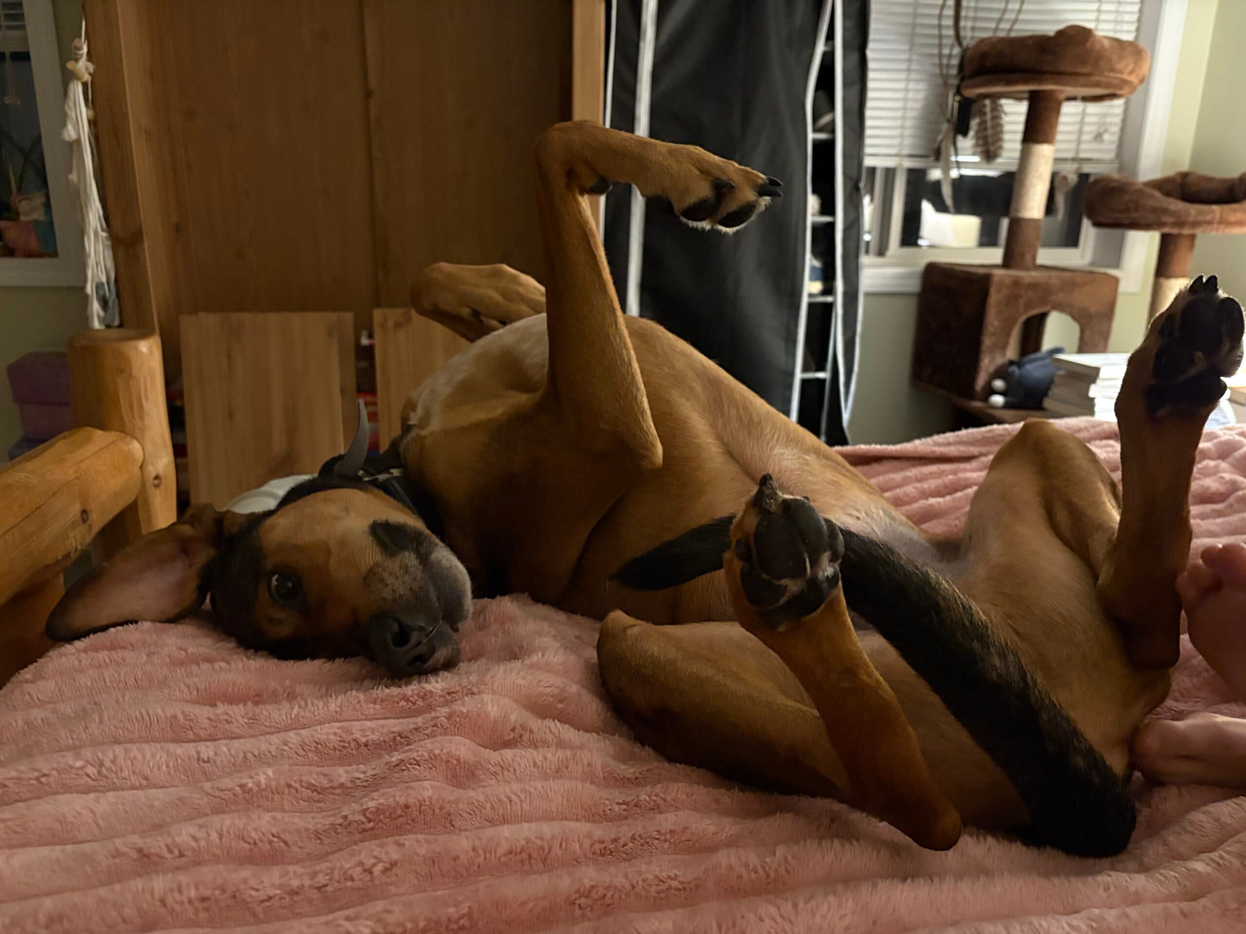 Huxley, photo 5 of 7