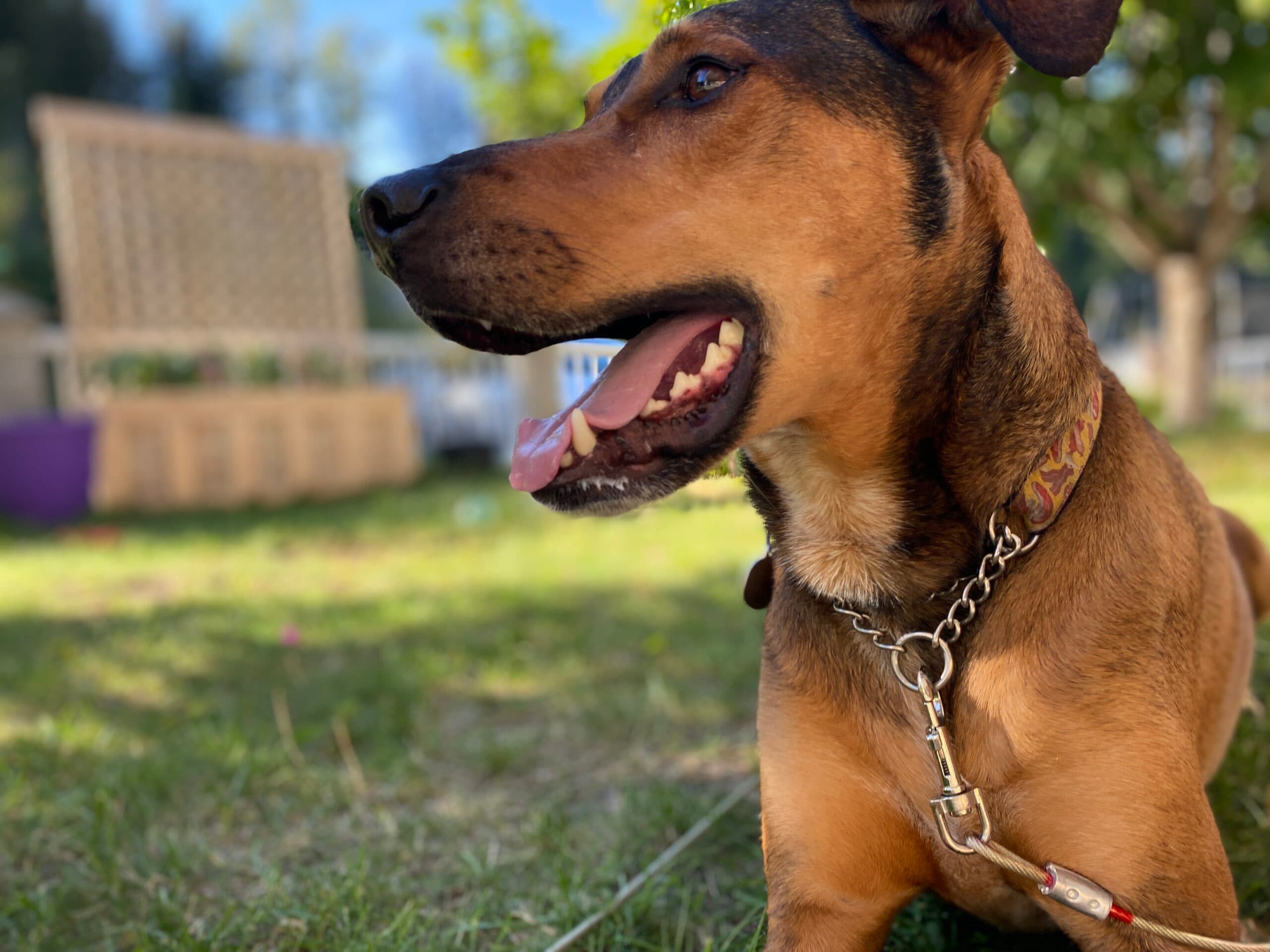 Huxley